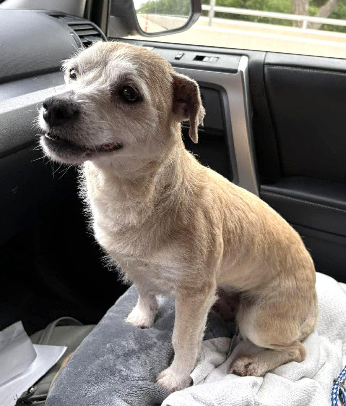 Mika TX, a Adoptable Terrier in Boonton, NJ image 3/3