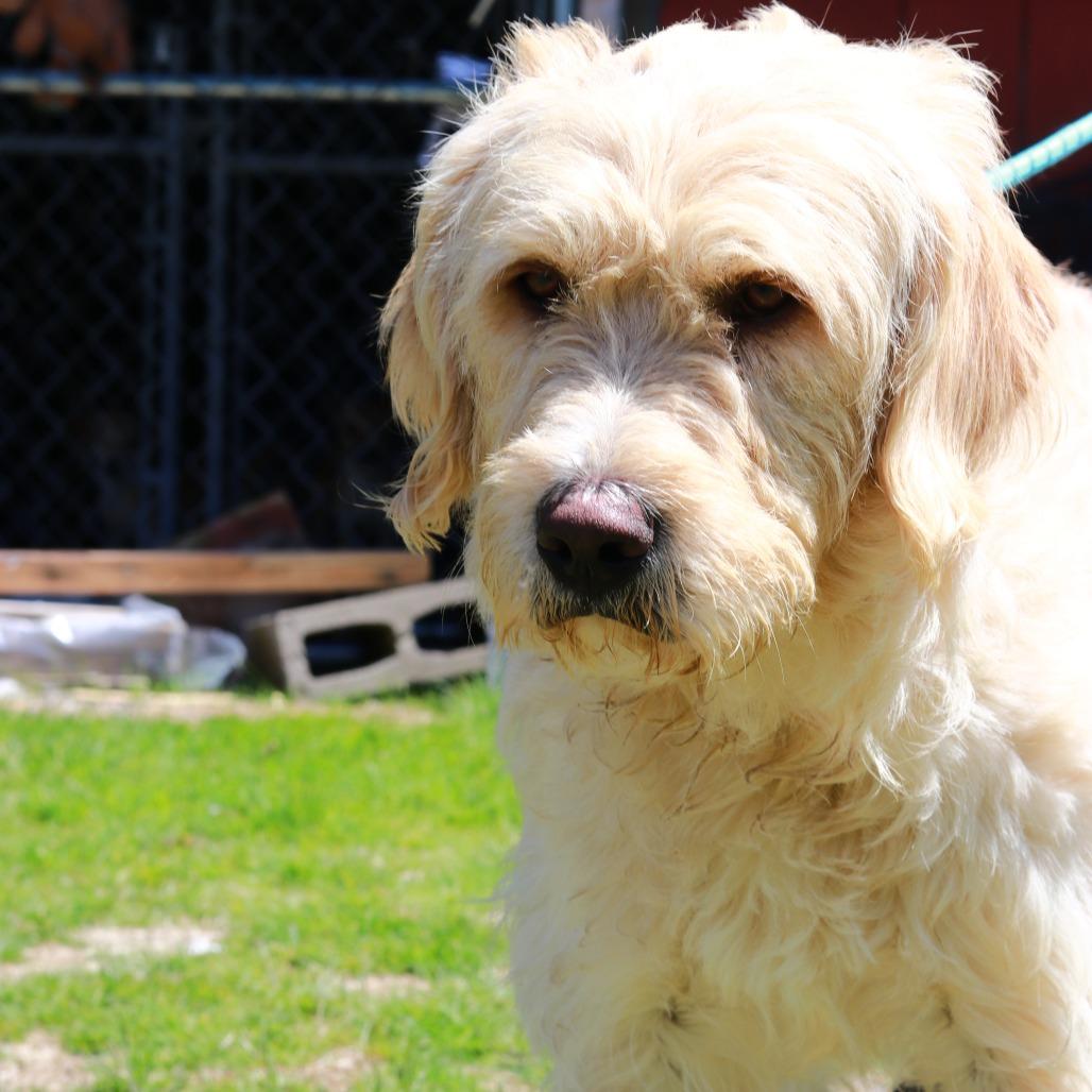 Enlarge CT Vanilla, a Adoptable mixed breed in Eastford, CT image 1/4