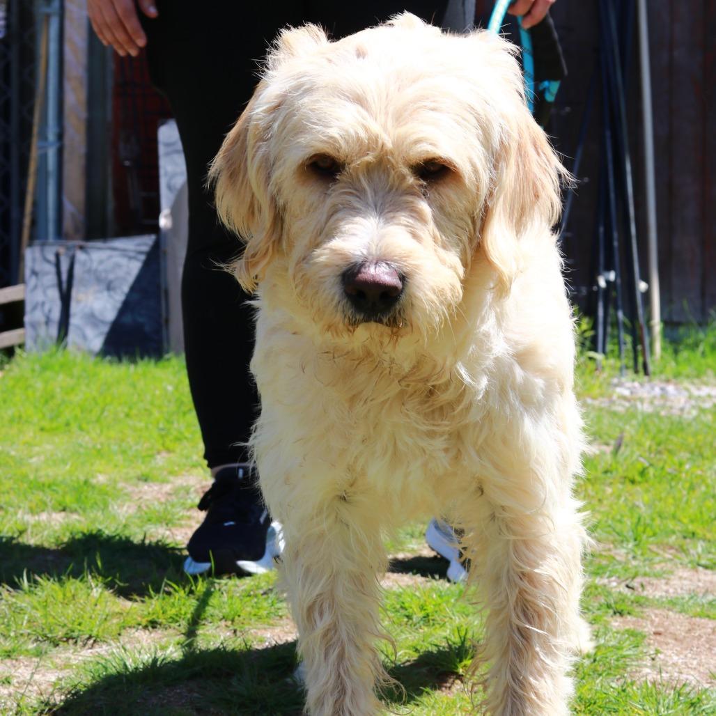 Enlarge CT Vanilla, a Adoptable mixed breed in Eastford, CT image 2/4