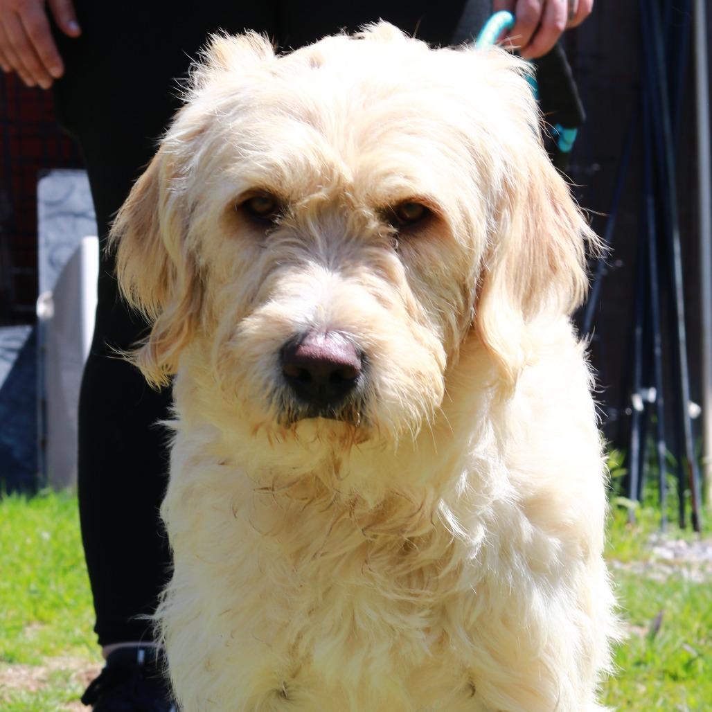 Enlarge CT Vanilla, a Adoptable mixed breed in Eastford, CT image 3/4