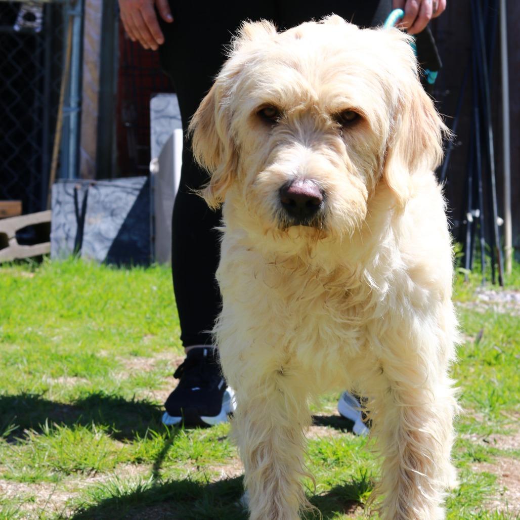 Enlarge CT Vanilla, a Adoptable mixed breed in Eastford, CT image 4/4
