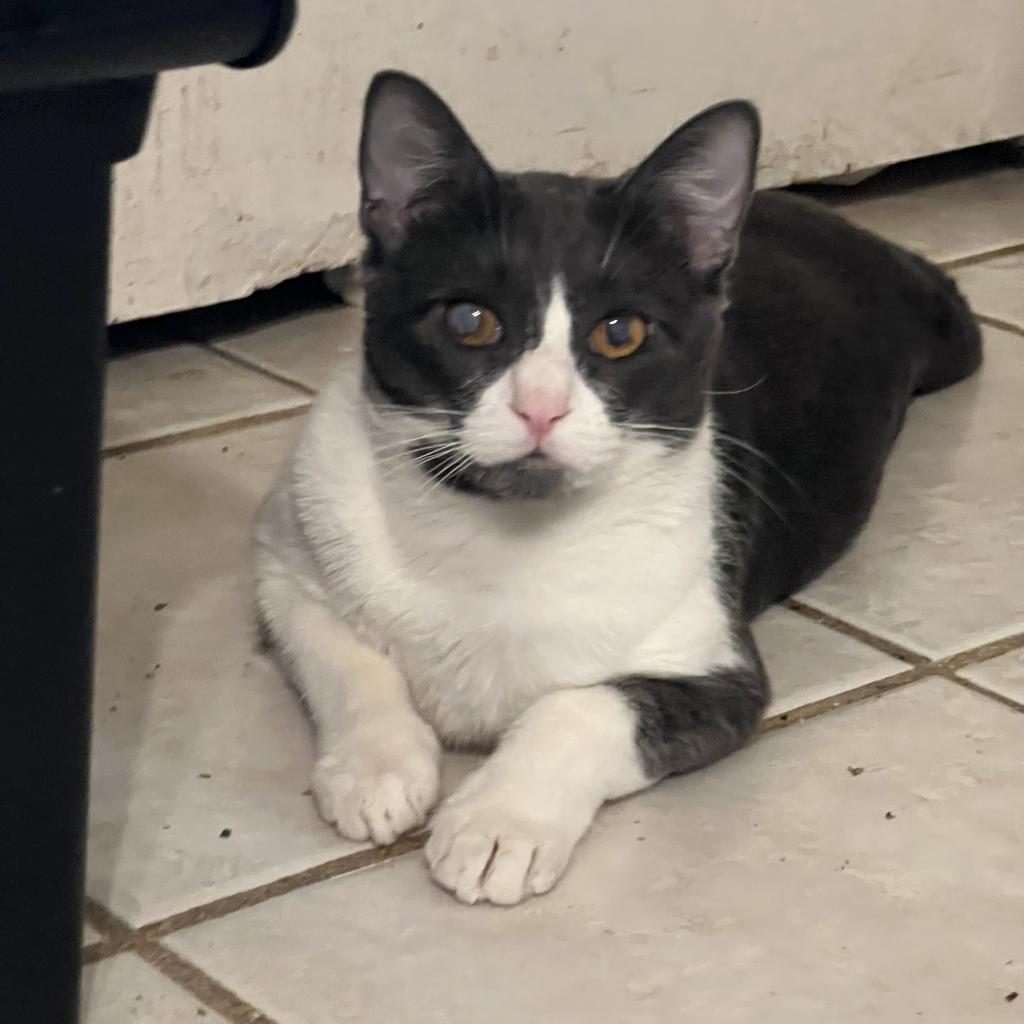 Grace, Adoptable, Adult Female Domestic Short Hair.