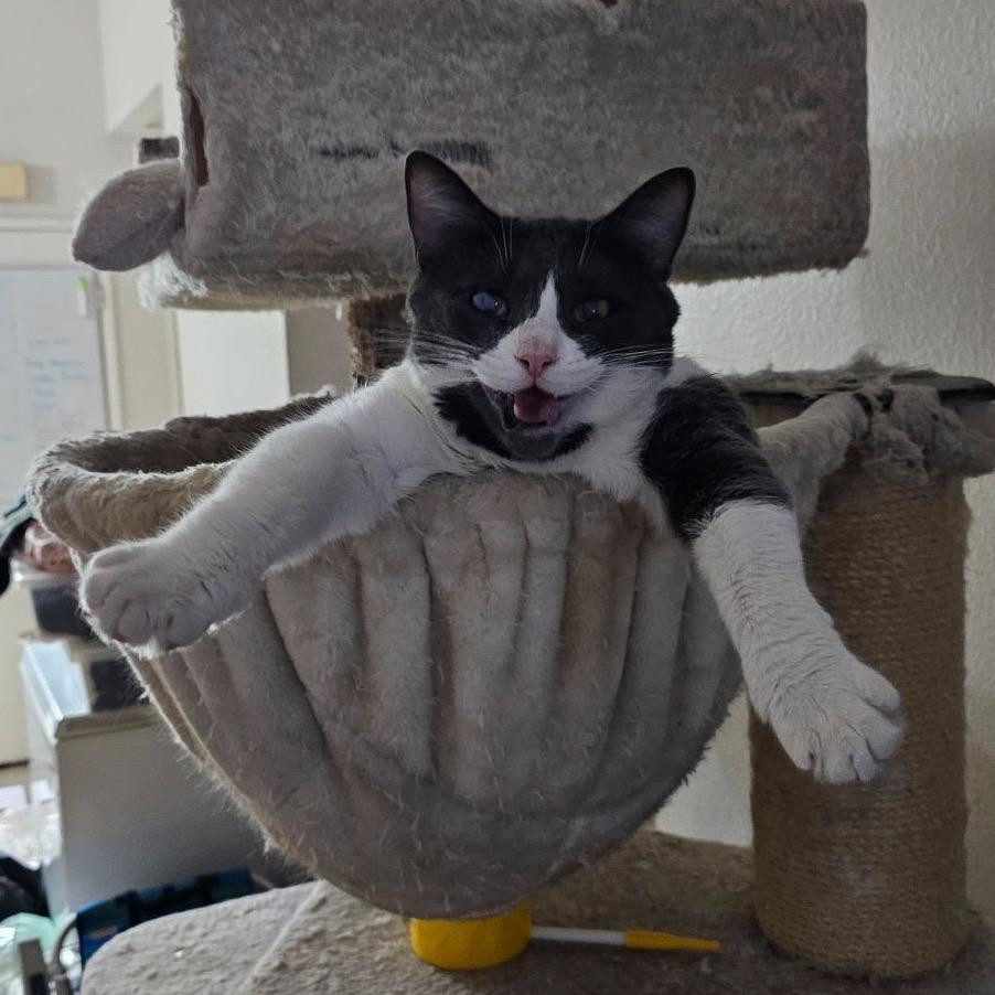 Enlarge Grace, a Adoptable Domestic Short Hair in Garden Grove, CA image 2/4