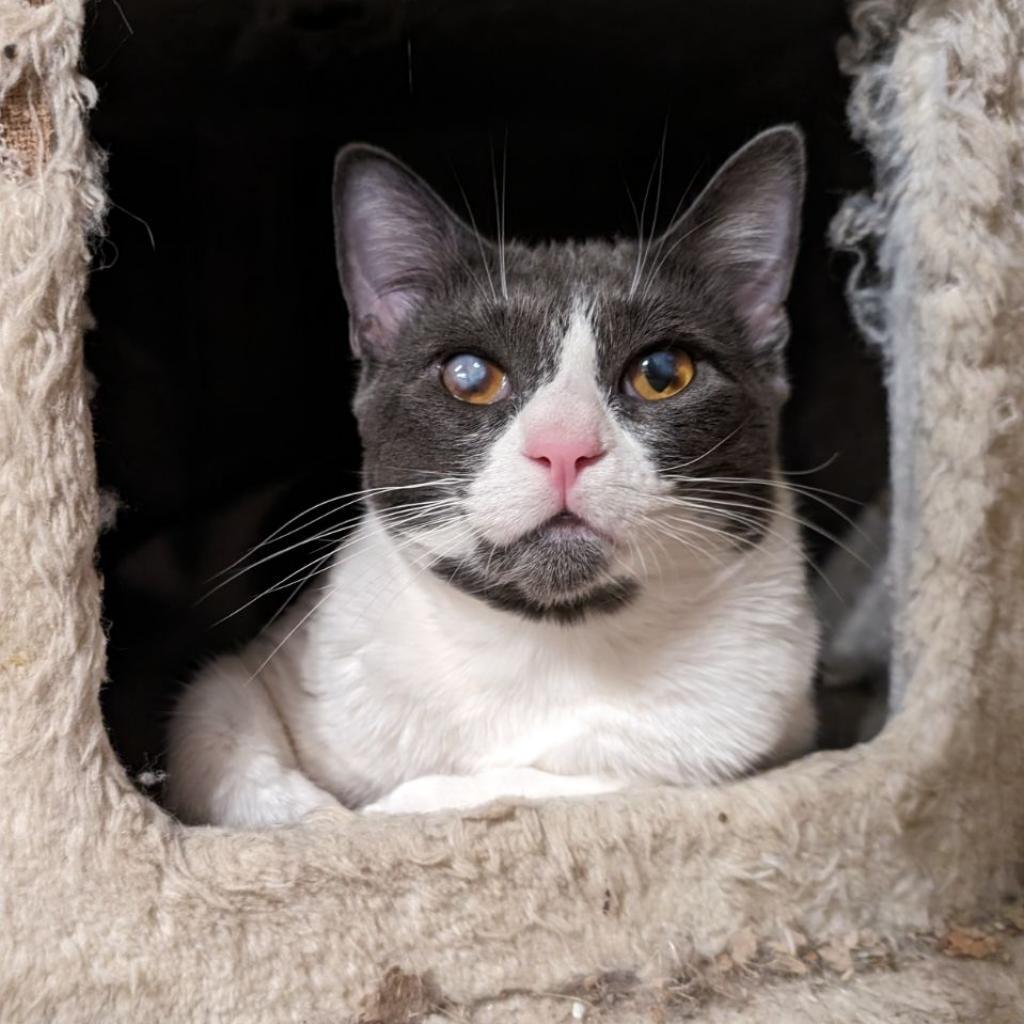 Enlarge Grace, a Adoptable Domestic Short Hair in Garden Grove, CA image 3/4