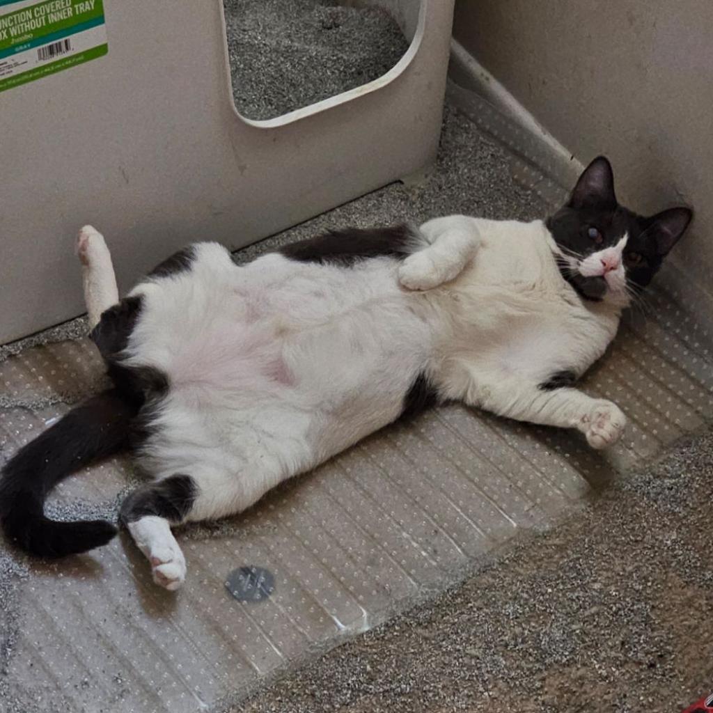 Enlarge Grace, a Adoptable Domestic Short Hair in Garden Grove, CA image 4/4