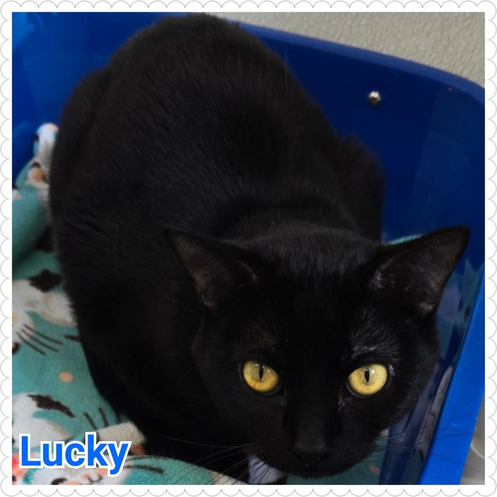 Enlarge Lucky, a Adoptable mixed breed in North Saint Paul, MN image 3/3