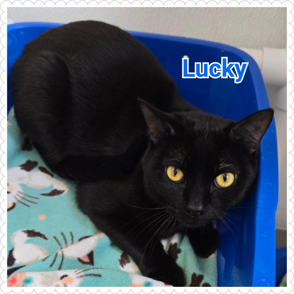 Enlarge Lucky, a Adoptable mixed breed in North Saint Paul, MN image 2/3