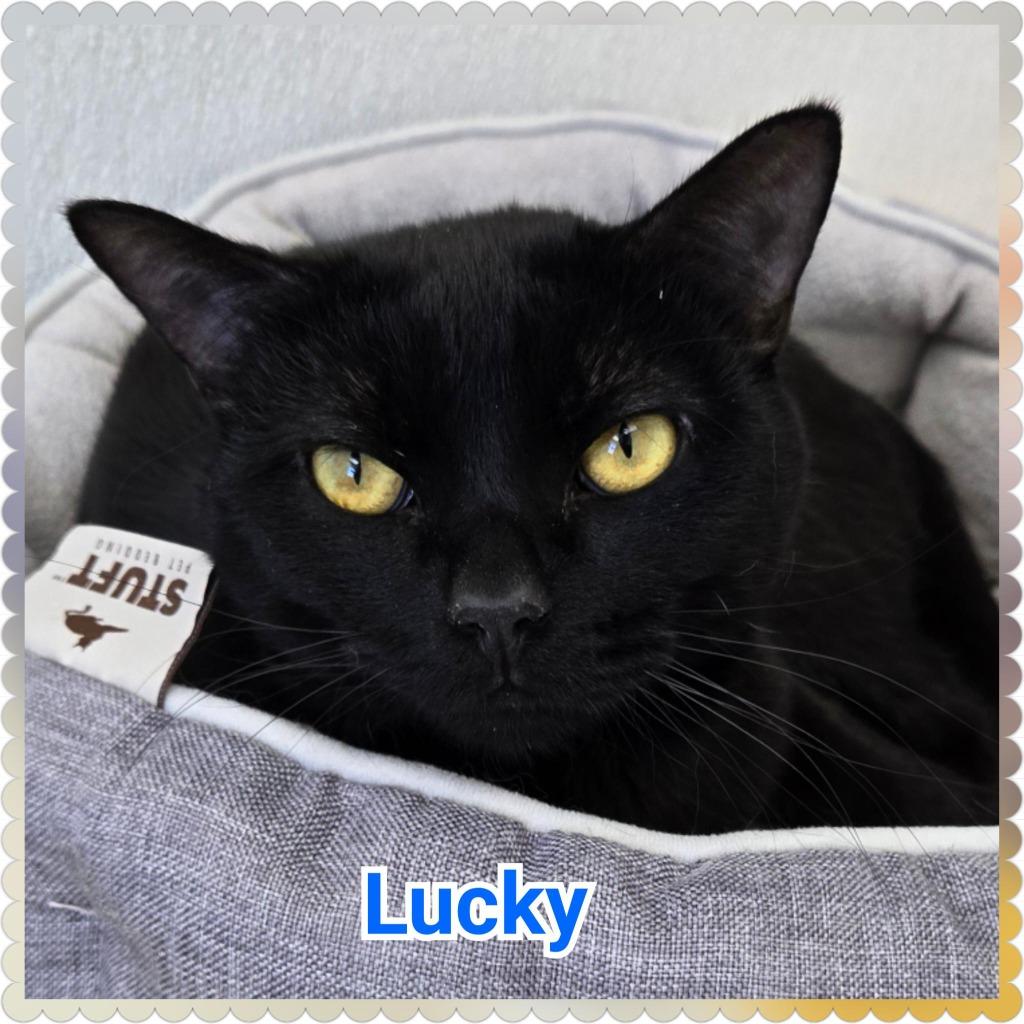 Enlarge Lucky, a Adoptable mixed breed in North Saint Paul, MN image 1/3