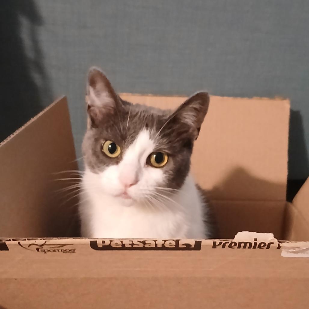 Enlarge Roxy - Foster, a Adoptable Domestic Short Hair in Grand Rapids, MI image 1/6