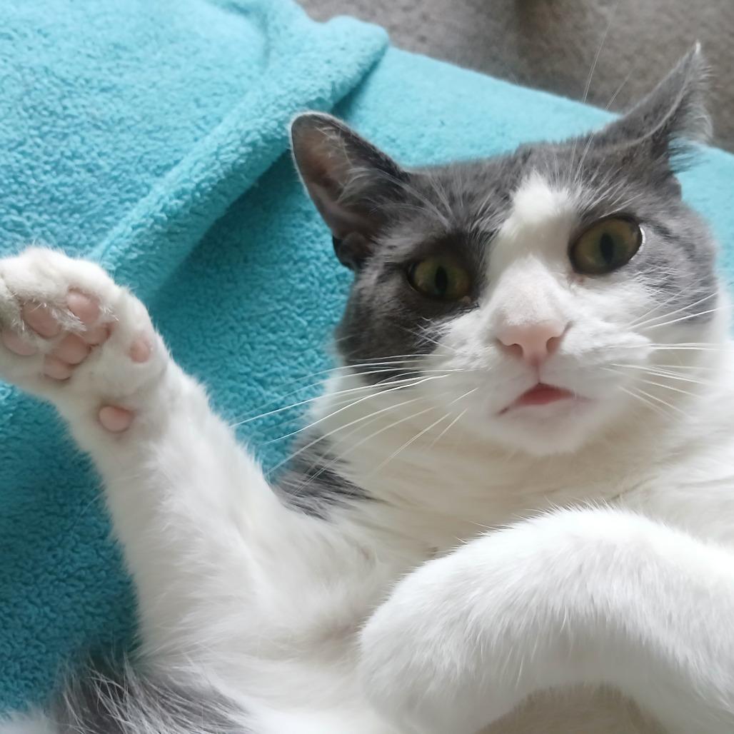 Enlarge Roxy - Foster, a Adoptable Domestic Short Hair in Grand Rapids, MI image 1/5