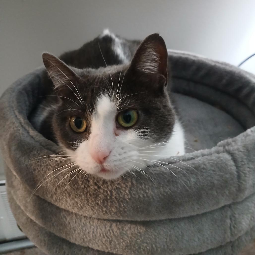 Roxy - Foster, Adoptable, Adult Female Domestic Short Hair.