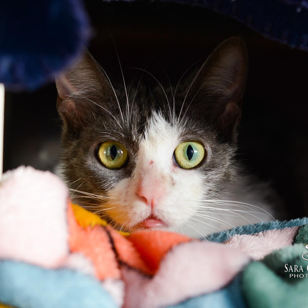 Enlarge Roxy - Foster, a Adoptable Domestic Short Hair in Grand Rapids, MI image 2/6