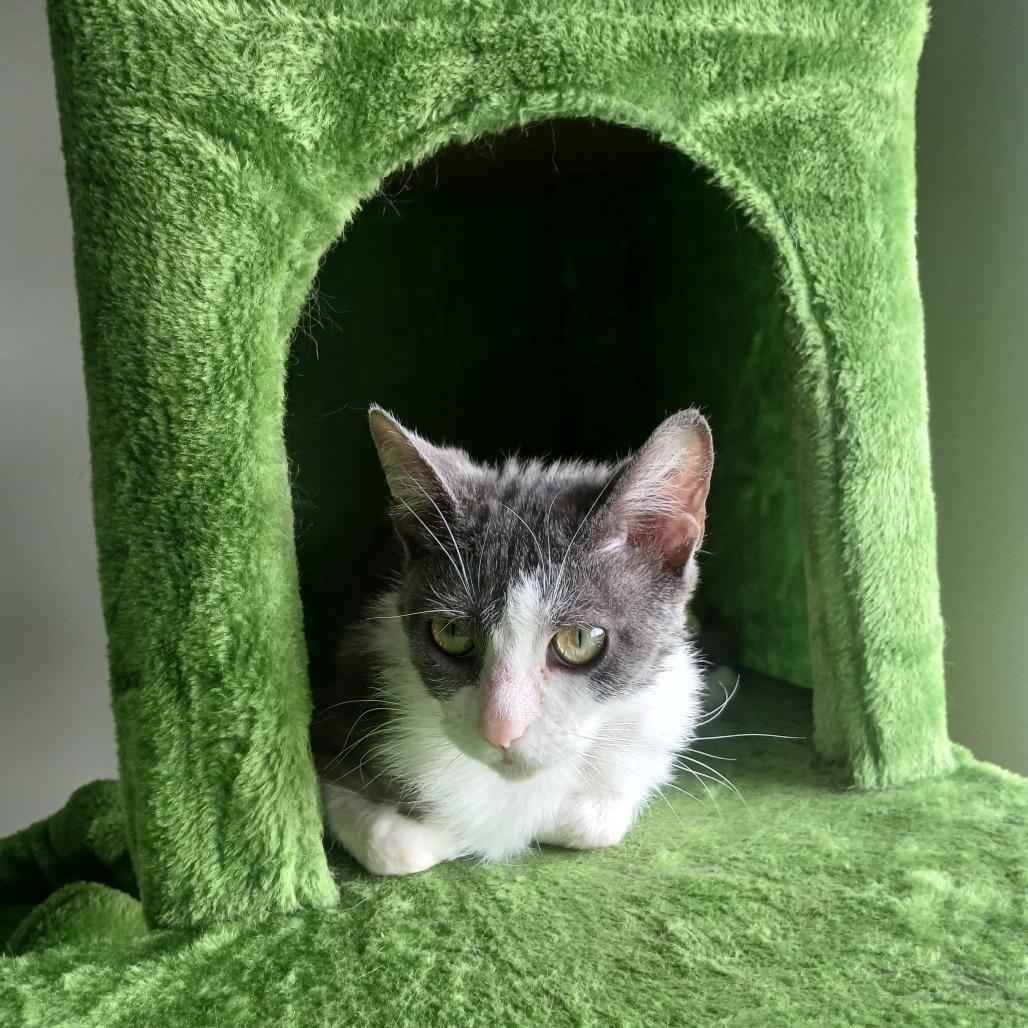 Enlarge Roxy - Foster, a Adoptable Domestic Short Hair in Grand Rapids, MI image 3/6