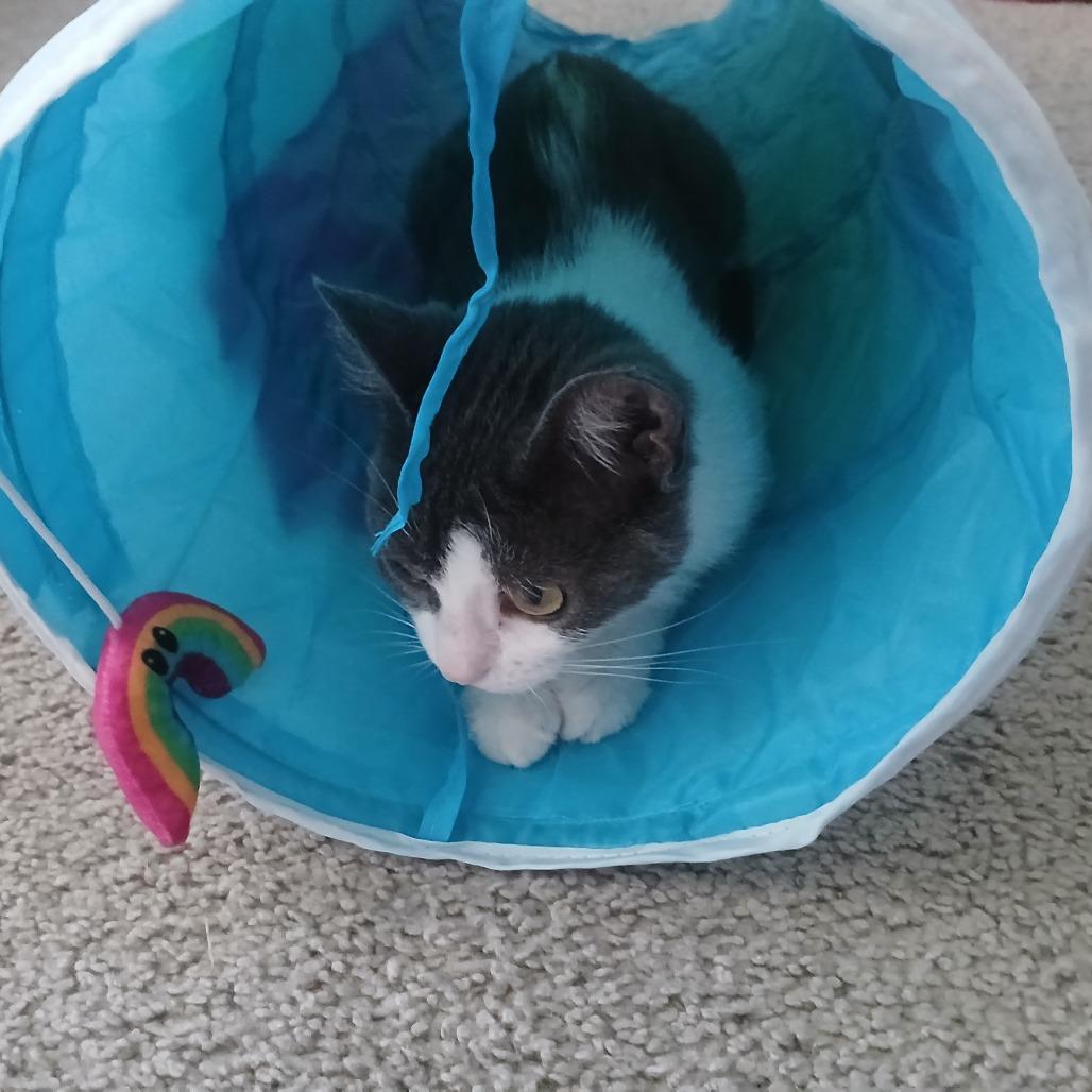 Enlarge Roxy - Foster, a Adoptable Domestic Short Hair in Grand Rapids, MI image 4/6