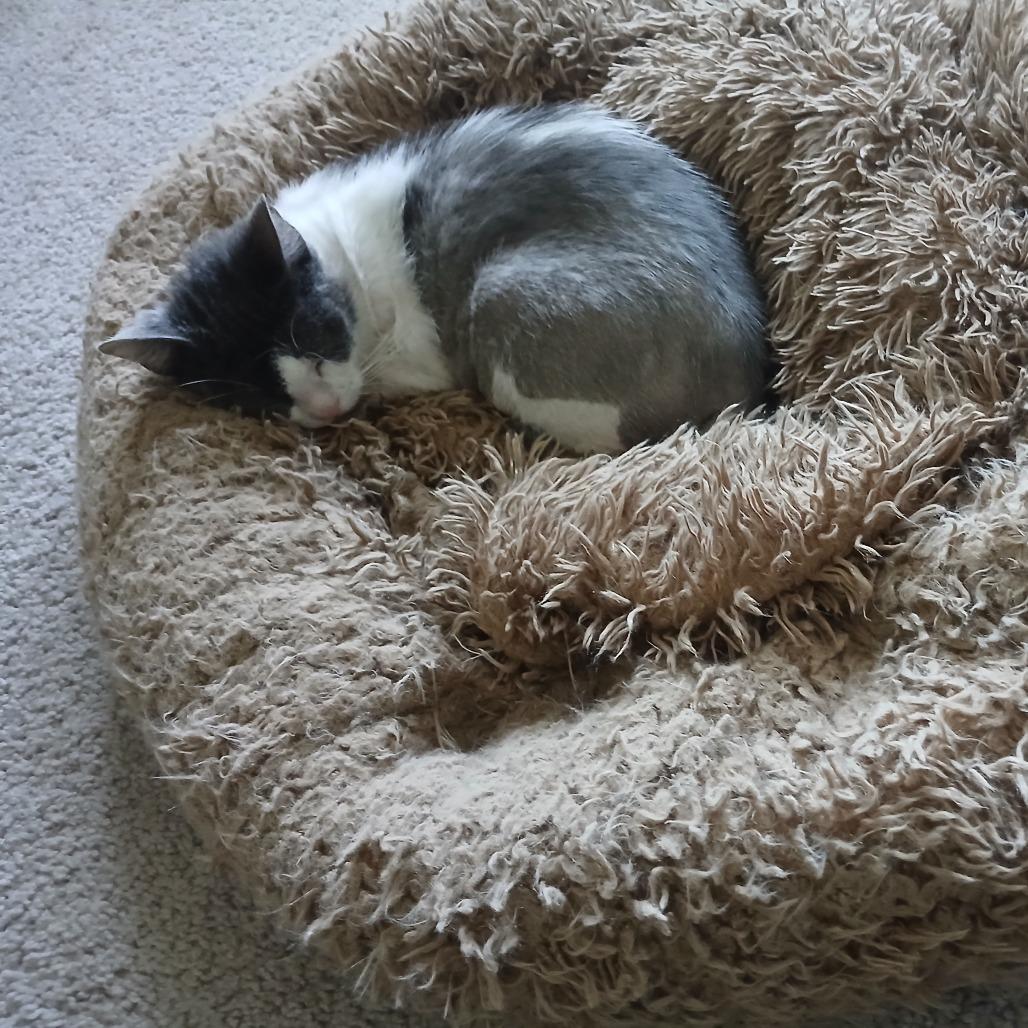 Enlarge Roxy - Foster, a Adoptable Domestic Short Hair in Grand Rapids, MI image 6/6