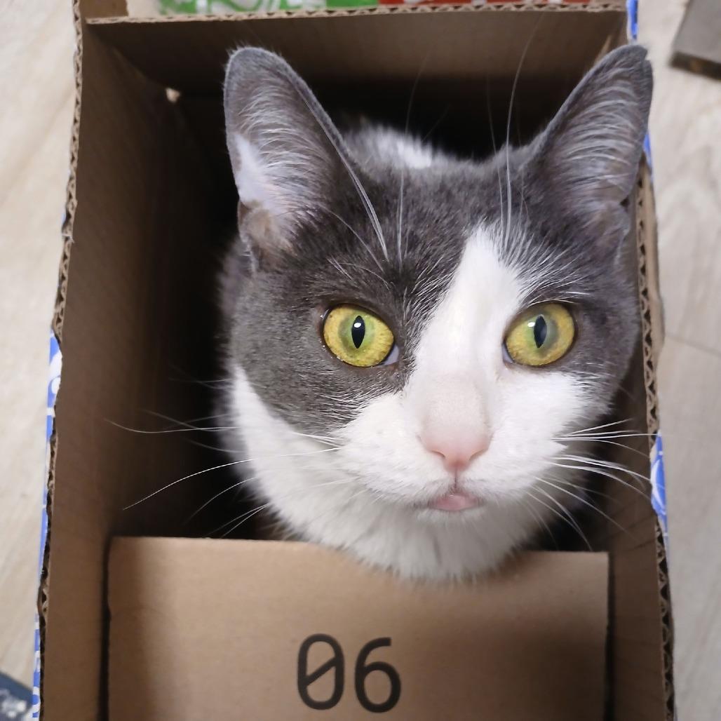 Enlarge Roxy - Foster, a Adoptable Domestic Short Hair in Grand Rapids, MI image 5/5