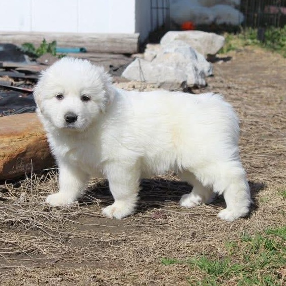 Everest — thumbnail 2