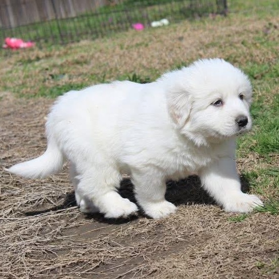 Everest — thumbnail 3