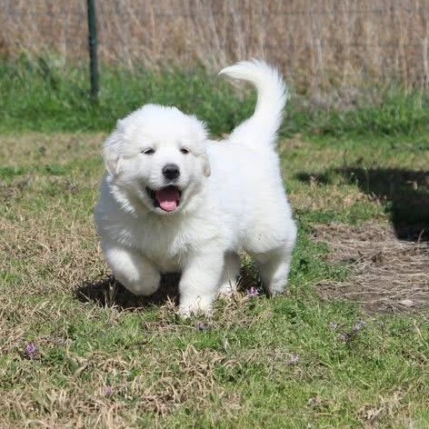 Everest — thumbnail 4