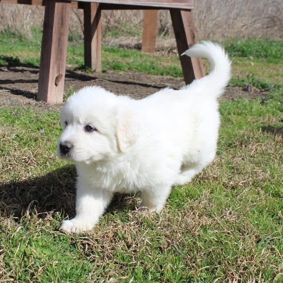 Everest — thumbnail 5