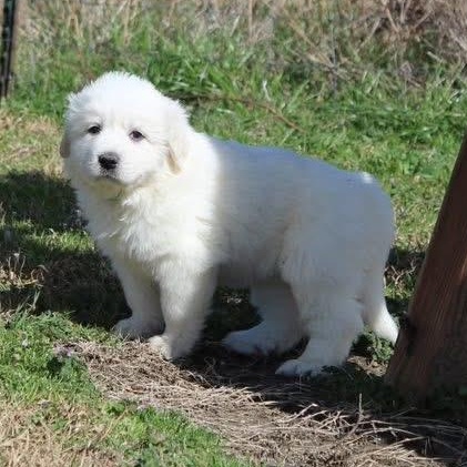 Everest — thumbnail 6