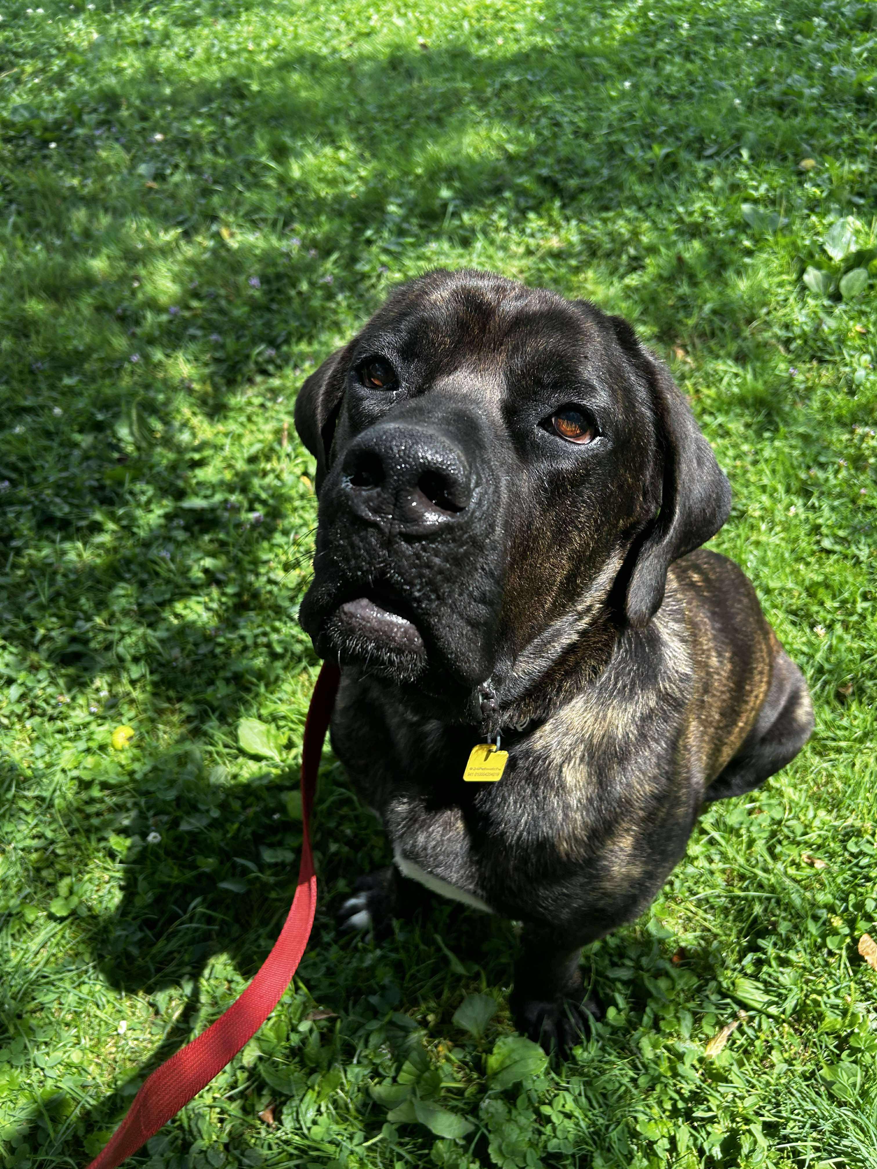 Chunk, a Adoptable Cane Corso in Brunswick, OH image 6/6