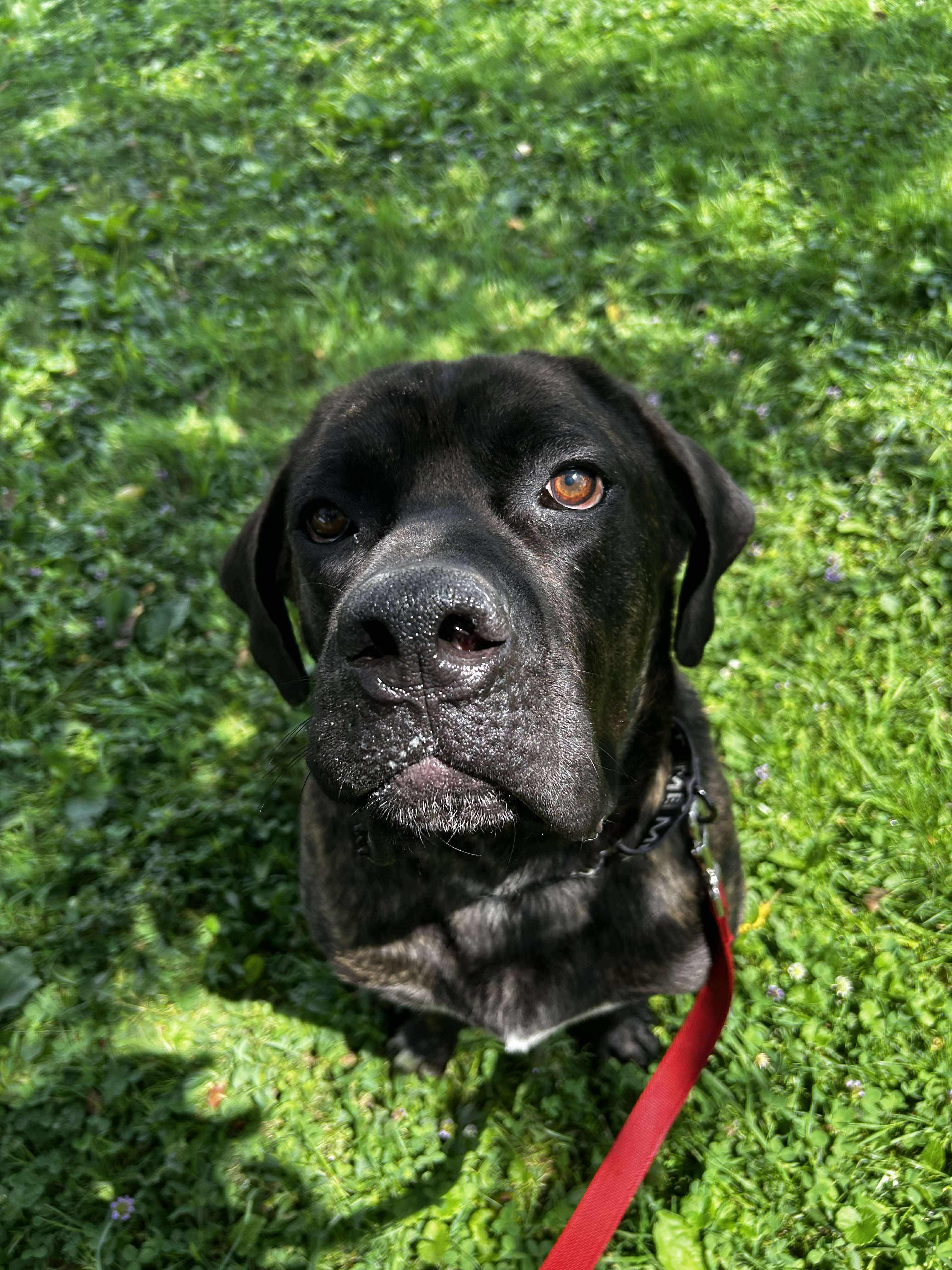 Chunk, a Adoptable Cane Corso in Brunswick, OH image 3/6