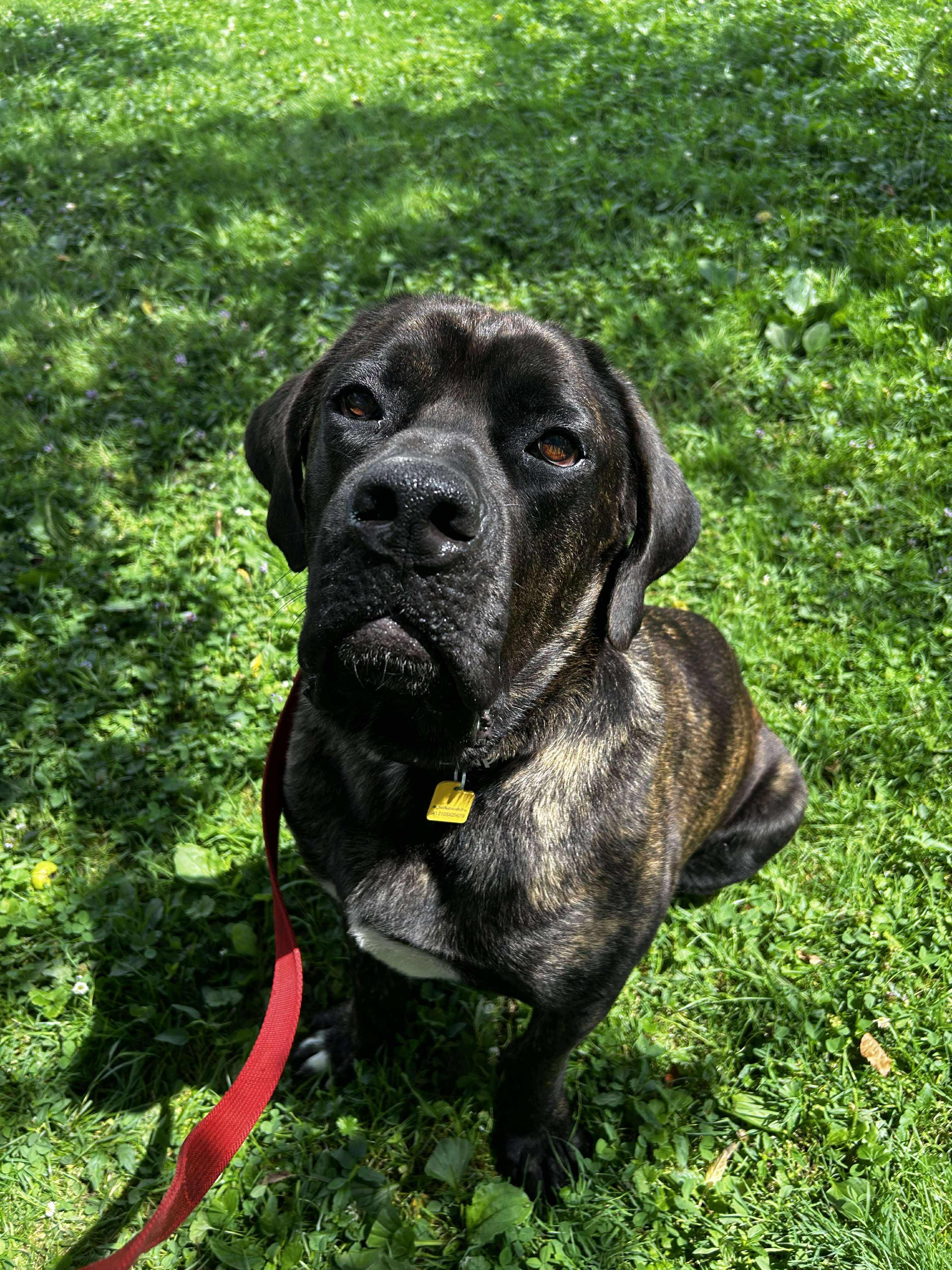 Chunk, a Adoptable Cane Corso in Brunswick, OH image 5/6