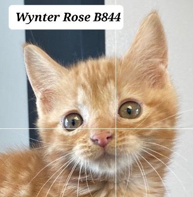 Enlarge Wynter Rose, a ADOPTABLE Domestic Short Hair in Morganton, NC image 1/1