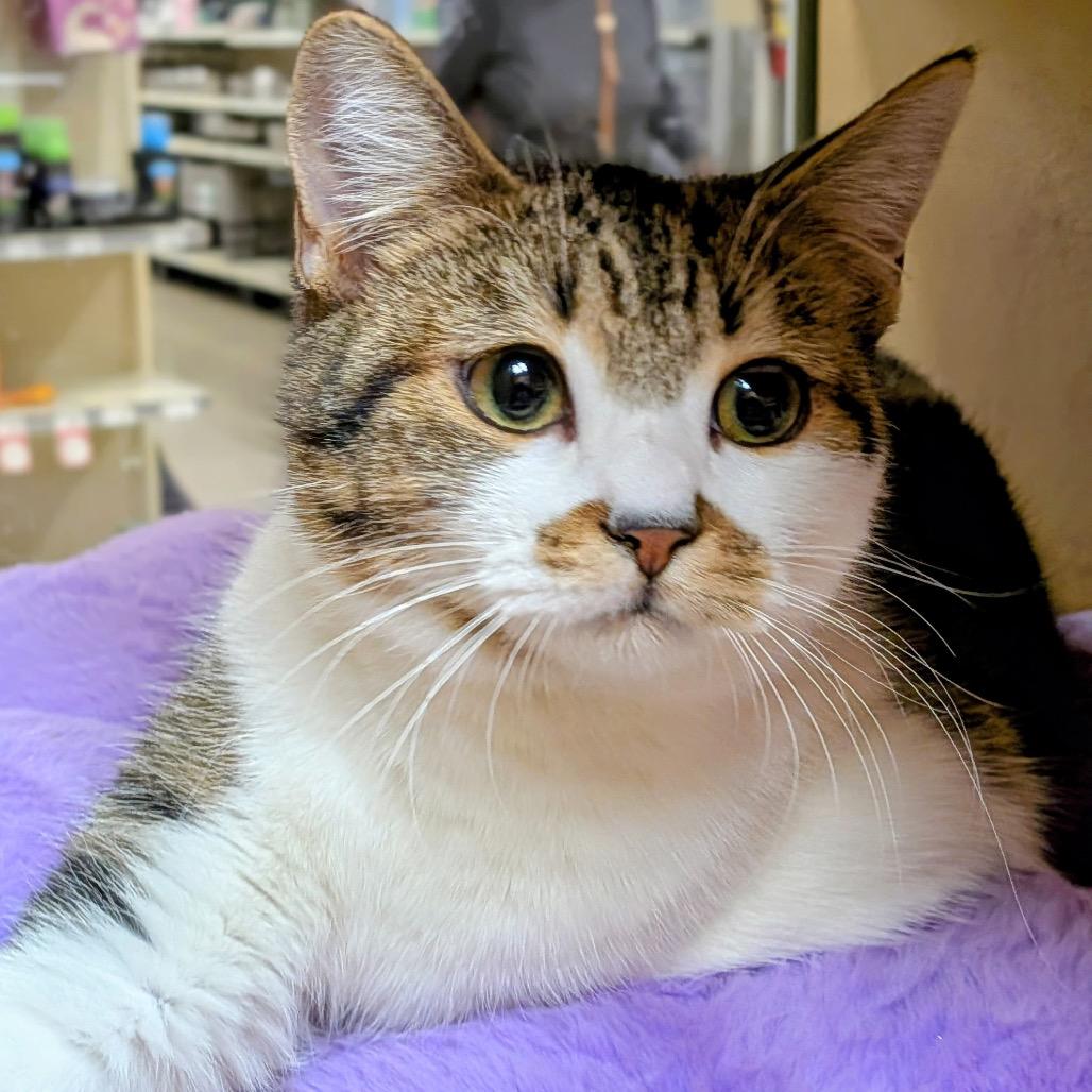 Enlarge Anya, a Adoptable Domestic Short Hair in Mocksville, NC image 2/6