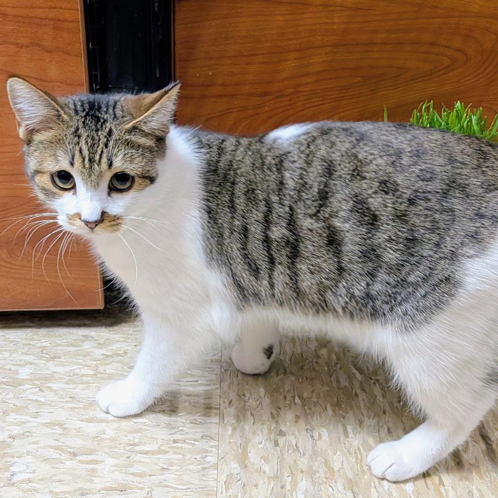 Enlarge Anya, a Adoptable Domestic Short Hair in Mocksville, NC image 4/6