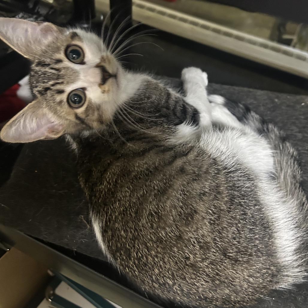 Enlarge Anya, a Adoptable Domestic Short Hair in Mocksville, NC image 6/6