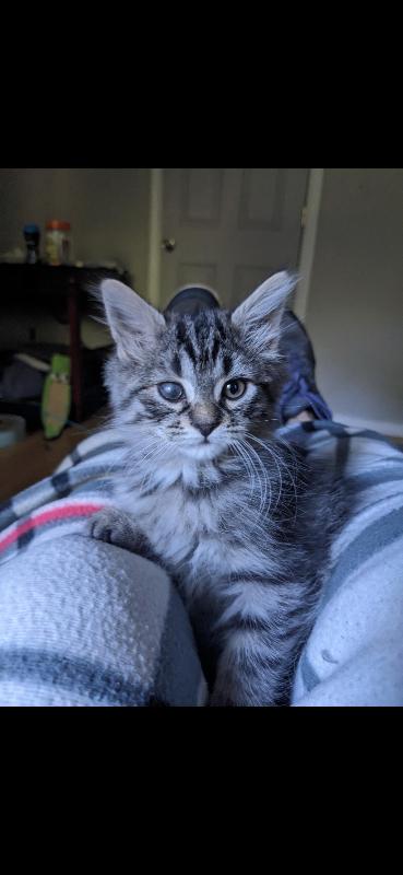 Wink, Adoptable, Young Female Domestic Medium Hair.