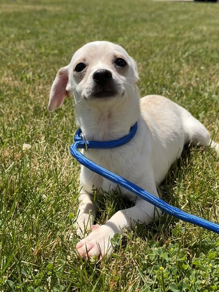 Sassy, Adoptable, Puppy Female Chihuahua & Mixed Breed.