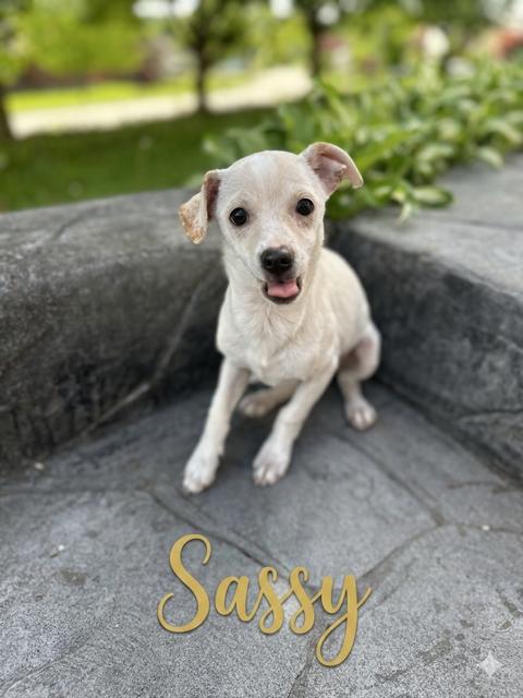 Sassy, Adoptable, Puppy Female Chihuahua & Mixed Breed.