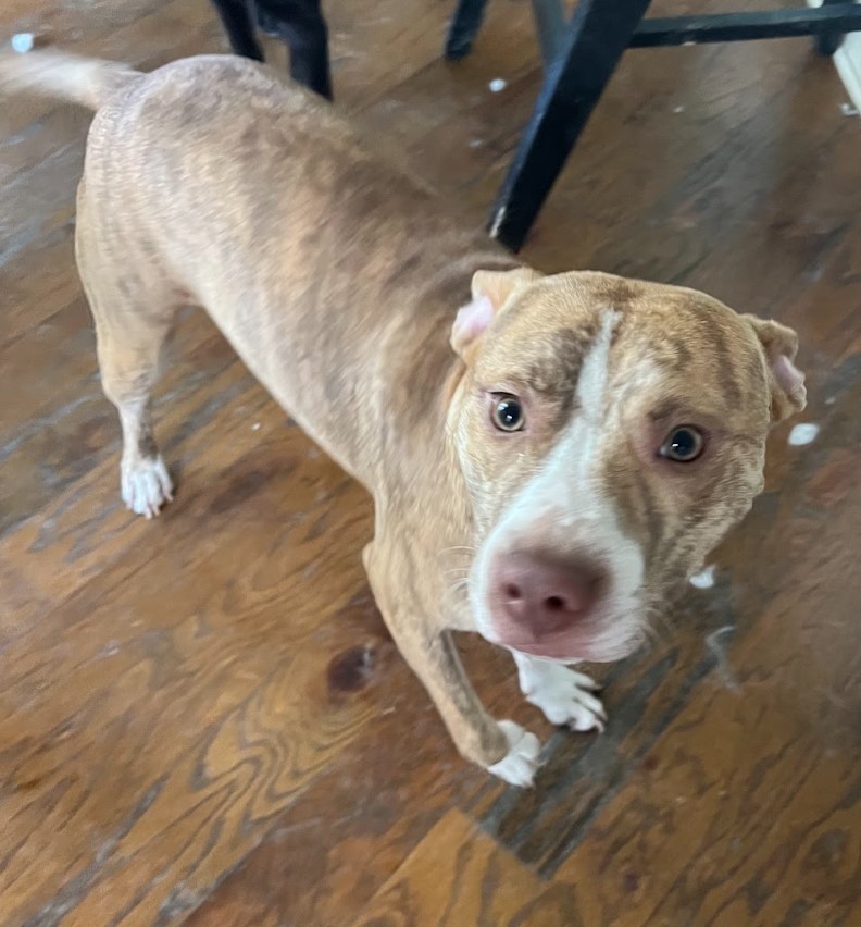 Nugget, a Adoptable mixed breed image 1/16