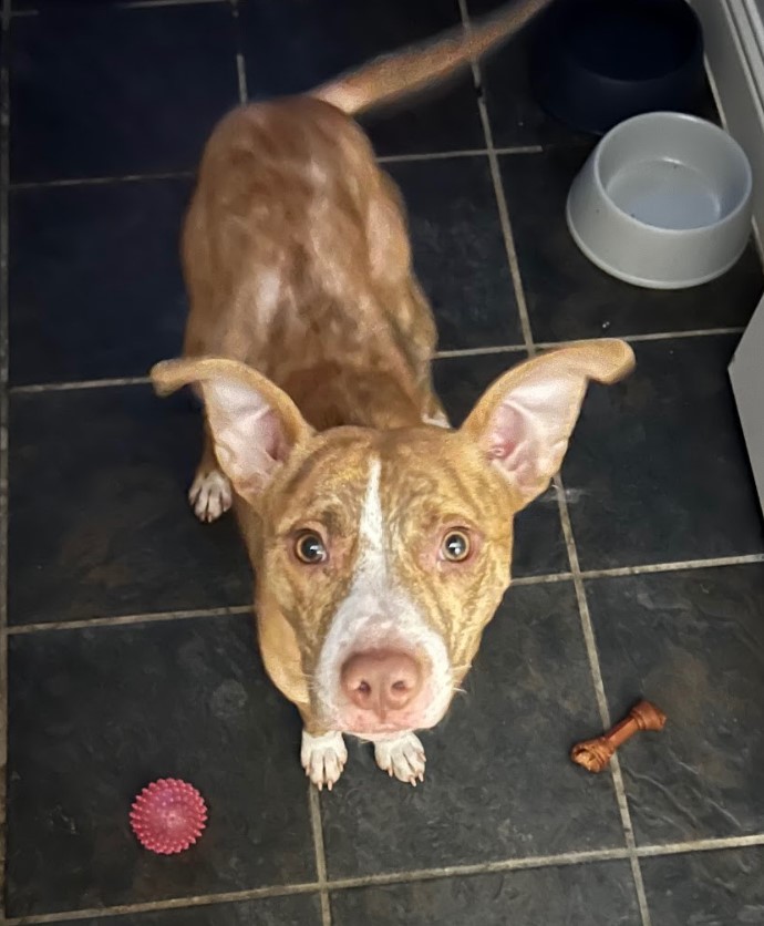 Nugget, a Adoptable mixed breed image 2/16