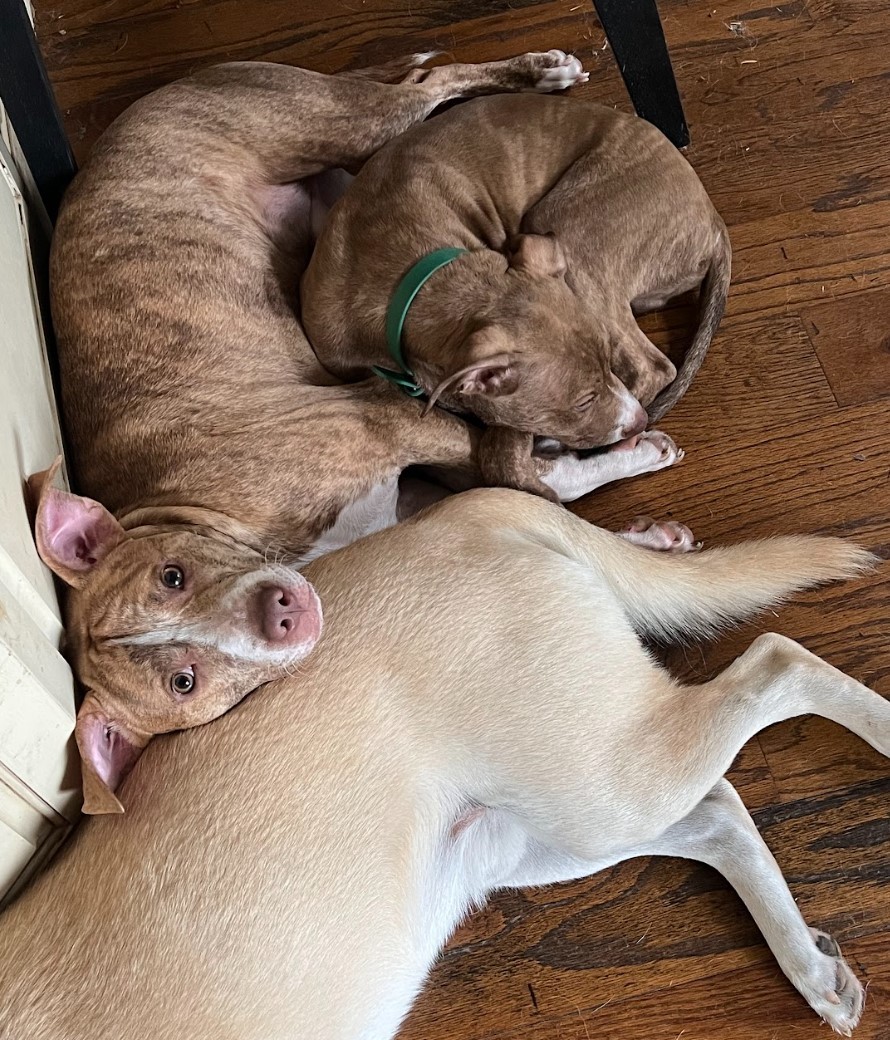 Nugget, a Adoptable mixed breed image 3/16