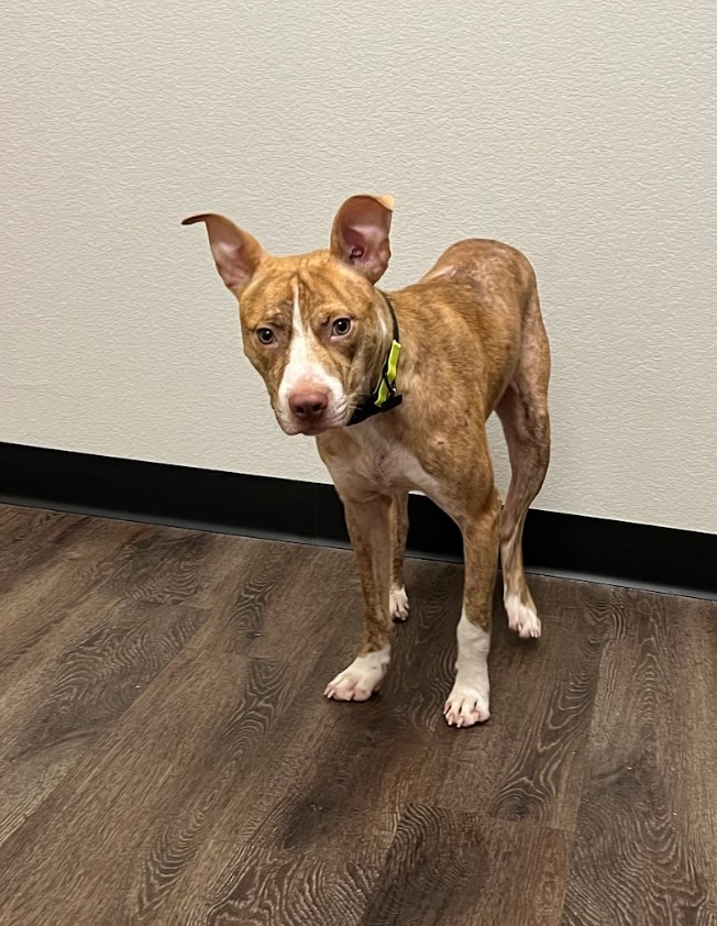 Nugget, a Adoptable mixed breed image 4/16