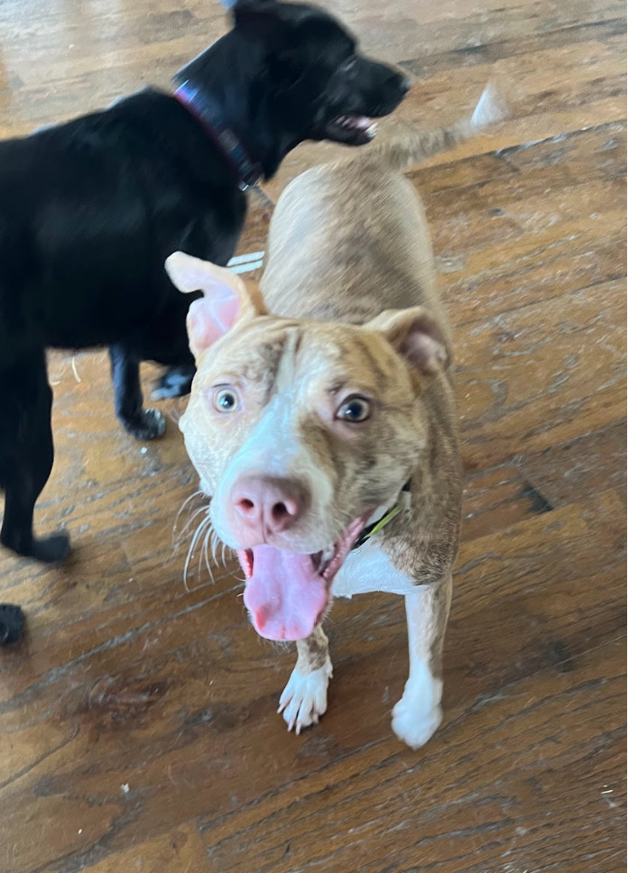 Nugget, a Adoptable mixed breed image 5/16