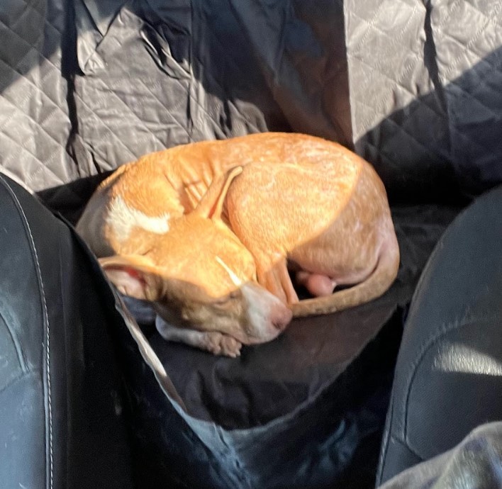 Nugget, a Adoptable mixed breed image 6/16