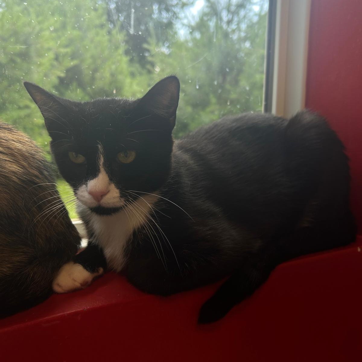 Enlarge Samuel, a Adoptable Domestic Short Hair in North Haven, CT image 2/2