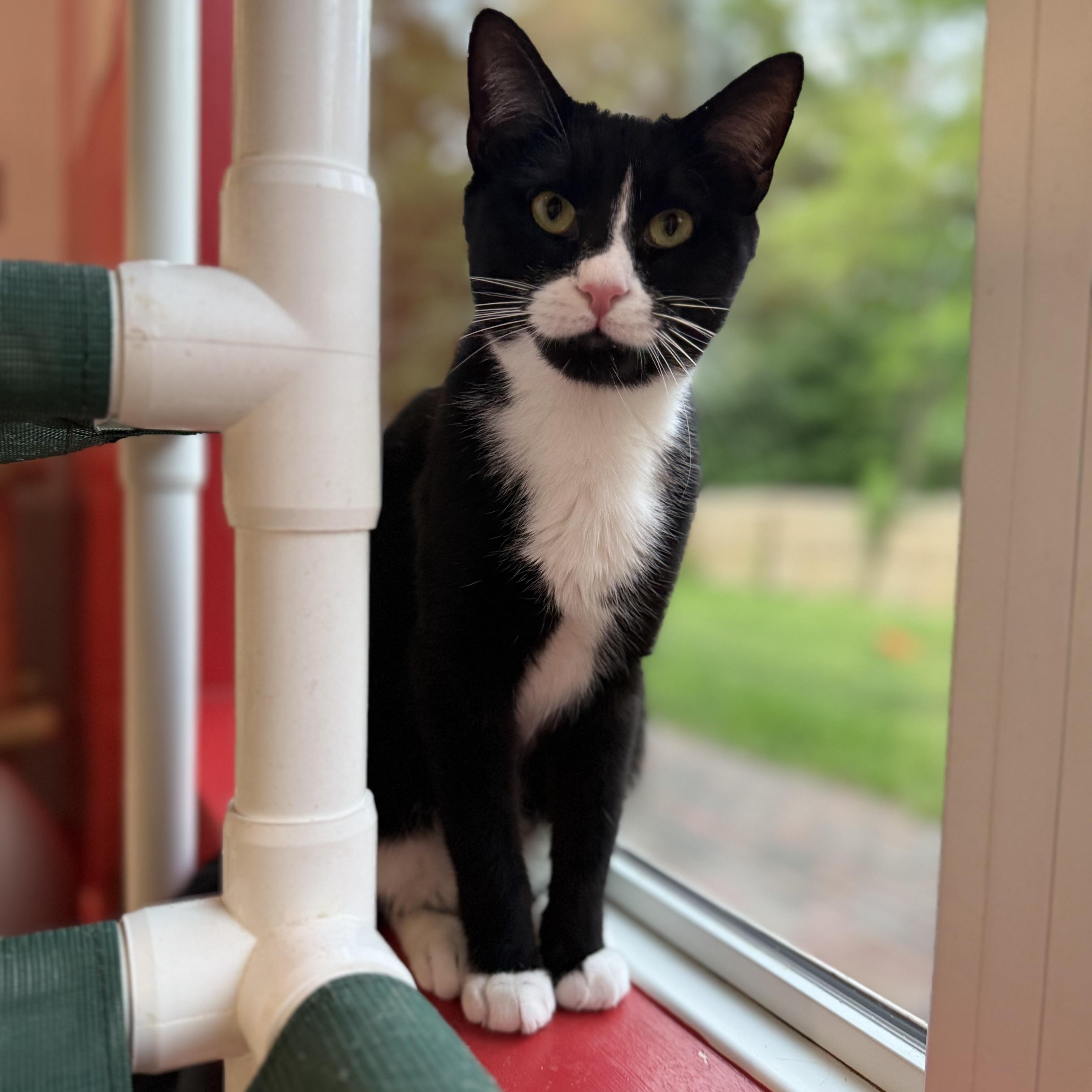 Enlarge Samuel, a Adoptable Domestic Short Hair in North Haven, CT image 1/3