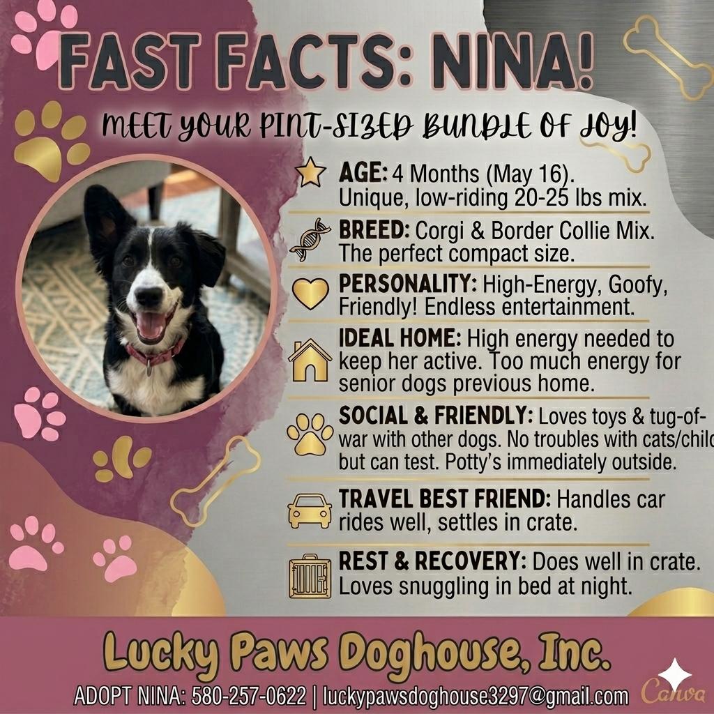 Enlarge Nina, an adopted mixed breed in Cincinnati, OH image 2/5