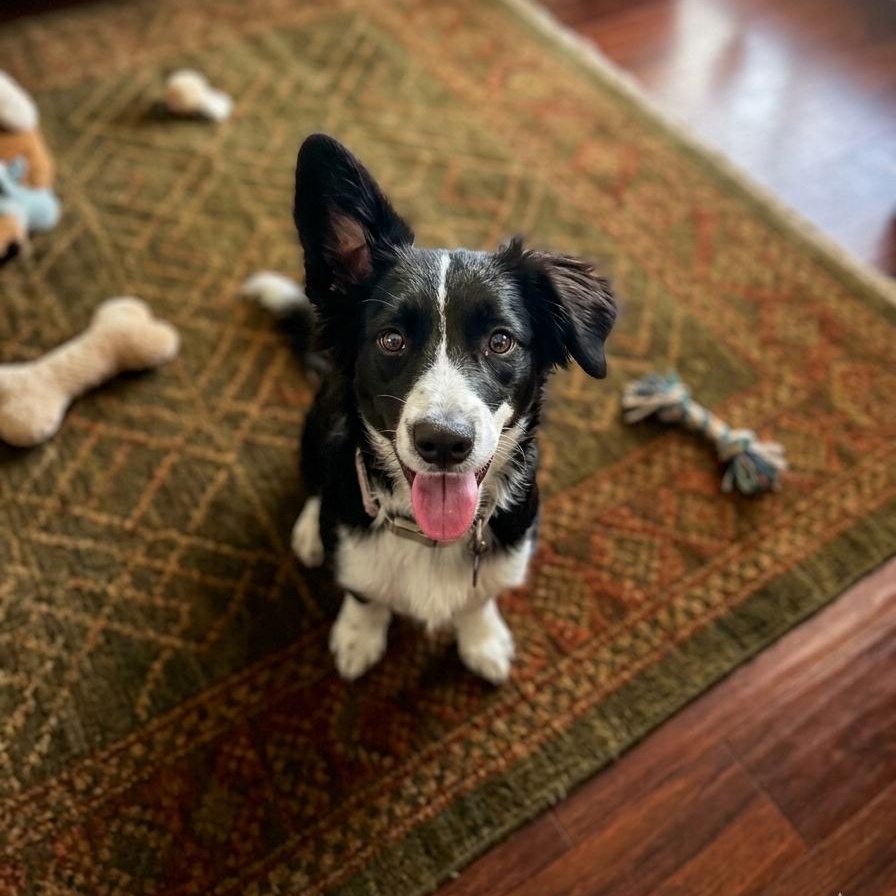 Nina, adopted, Puppy Female Corgi & Border Collie.