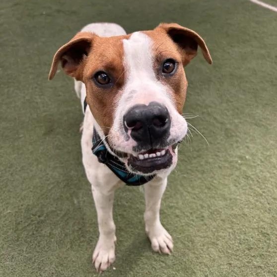 Enlarge Colby Jack, an adopted mixed breed in Queen Creek, AZ image 1/4