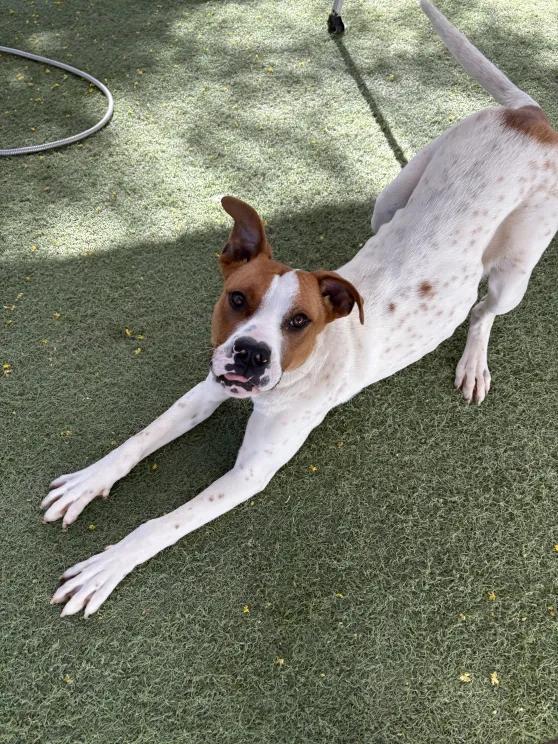 Enlarge Colby Jack, an adopted mixed breed in Queen Creek, AZ image 2/4