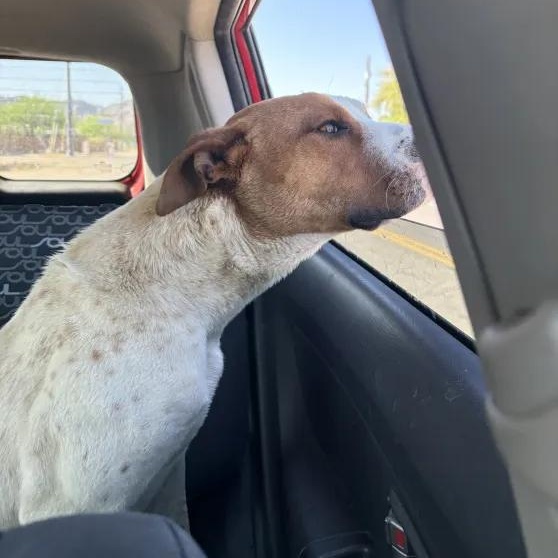 Enlarge Colby Jack, an adopted mixed breed in Queen Creek, AZ image 3/4