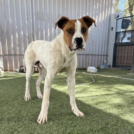 Enlarge Colby Jack, an adopted mixed breed in Queen Creek, AZ image 4/4