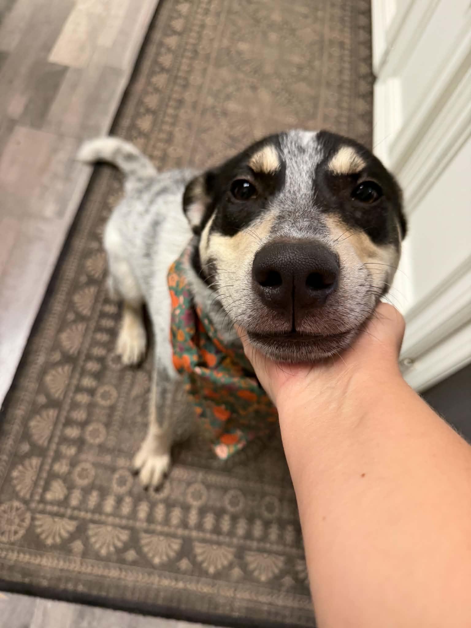 Enlarge Jack, a Adoptable mixed breed in Buffalo, NY image 3/6